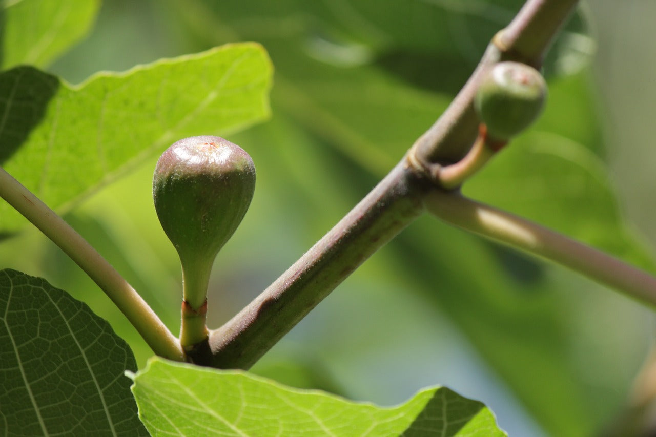 Feigen Knospe in der Sonne