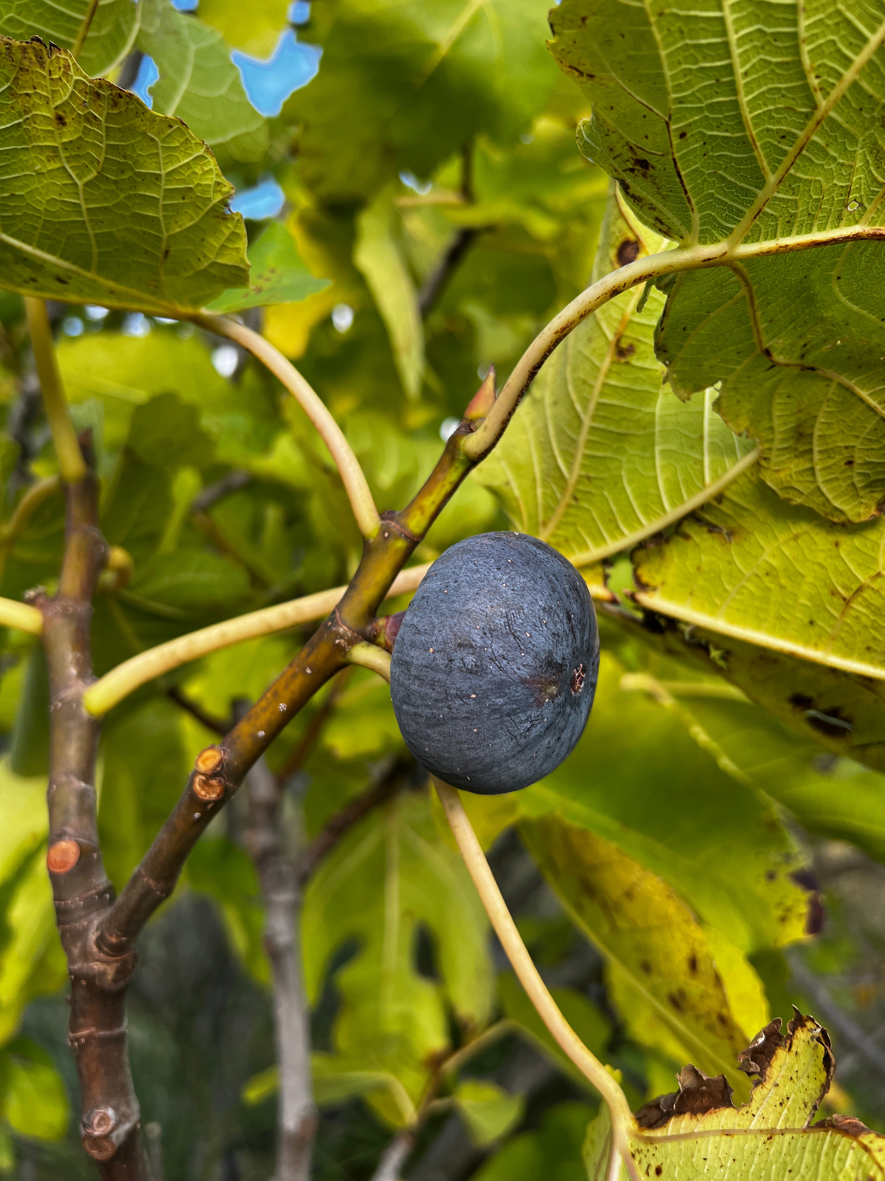 Feigenbaum - Violette de Sollies