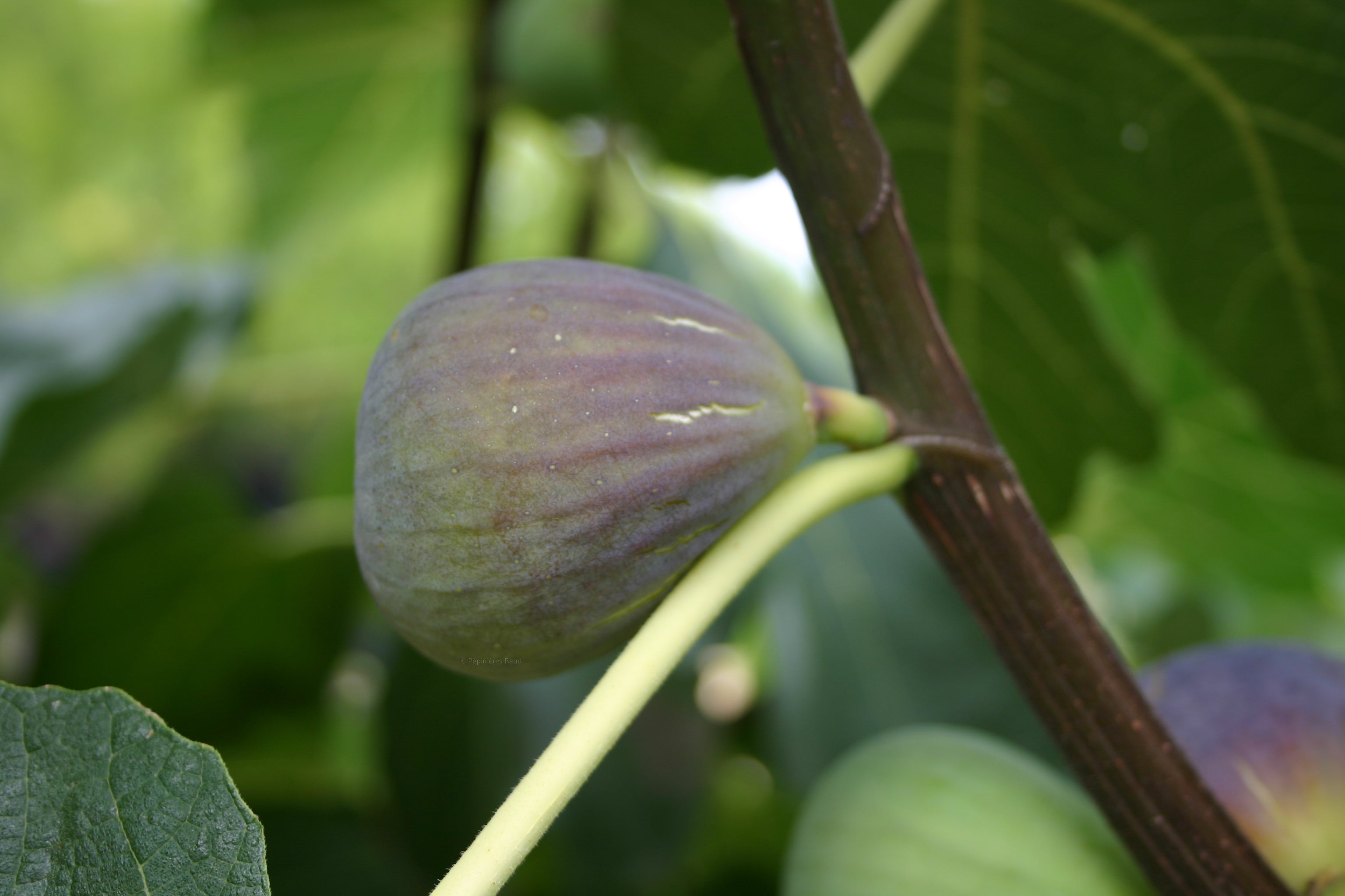 Feigenbaum - Grise de Saint-Jean