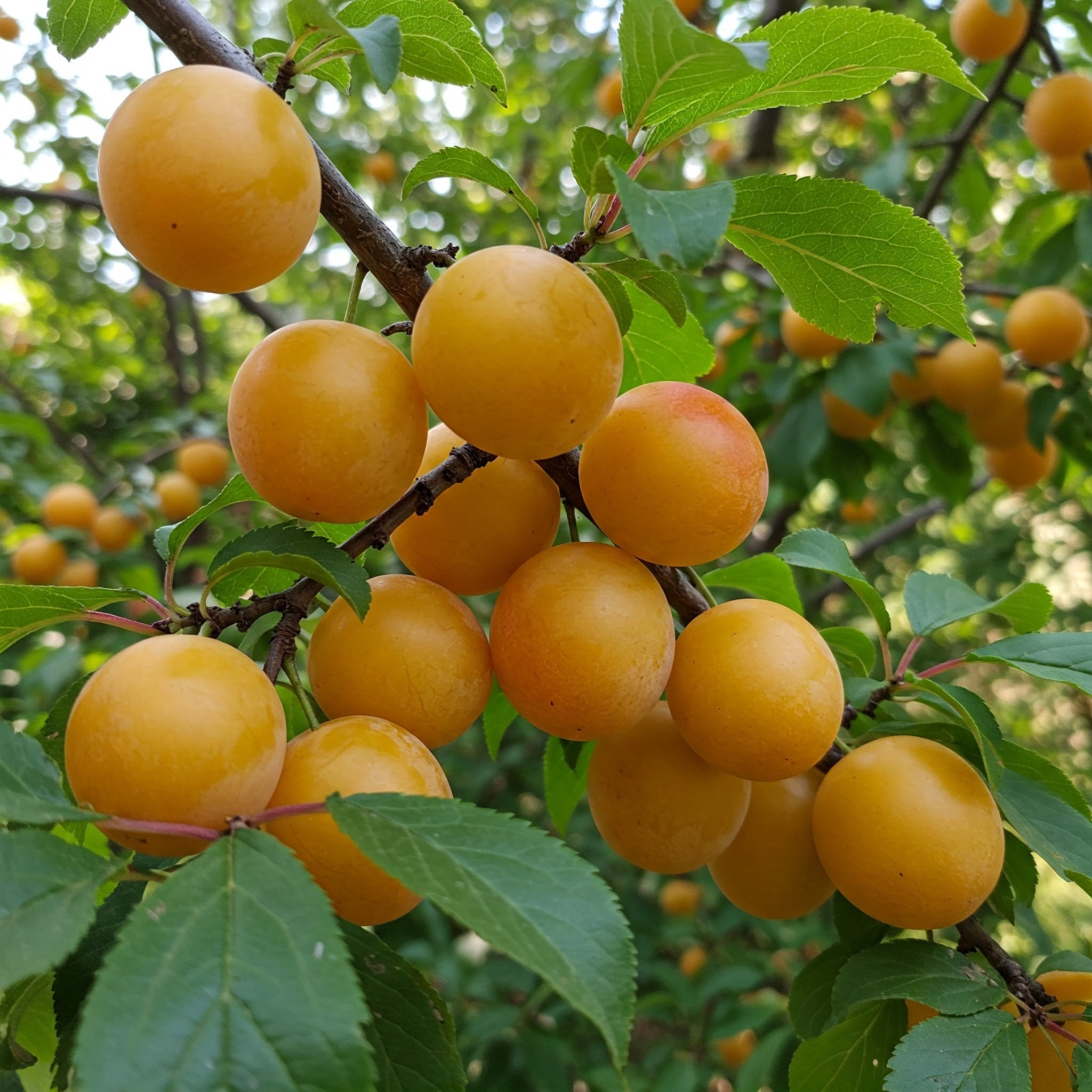 Mirabelle - Mirabelle de Nancy