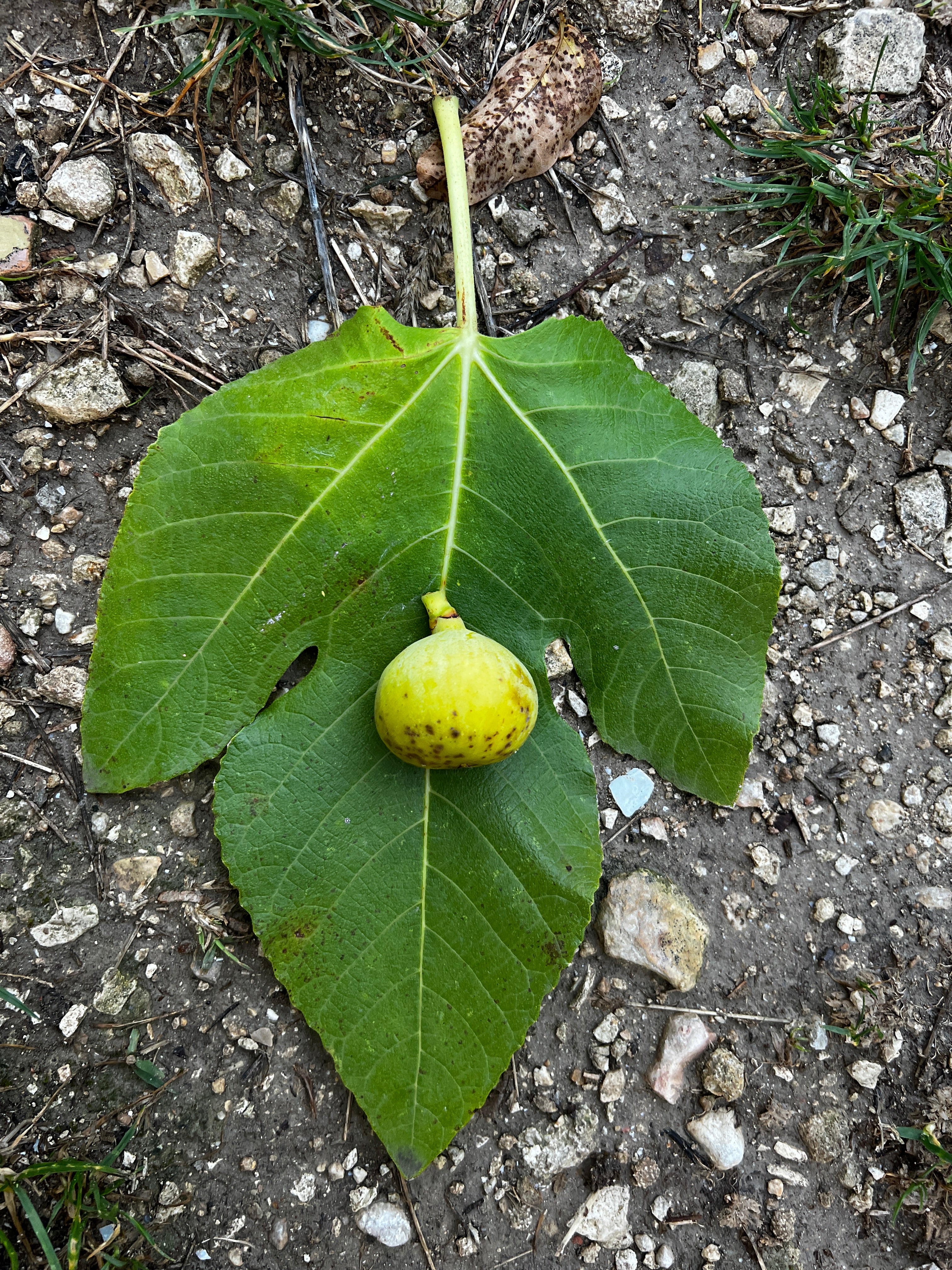 Feigenbaum - Sucre Vert/Mussega