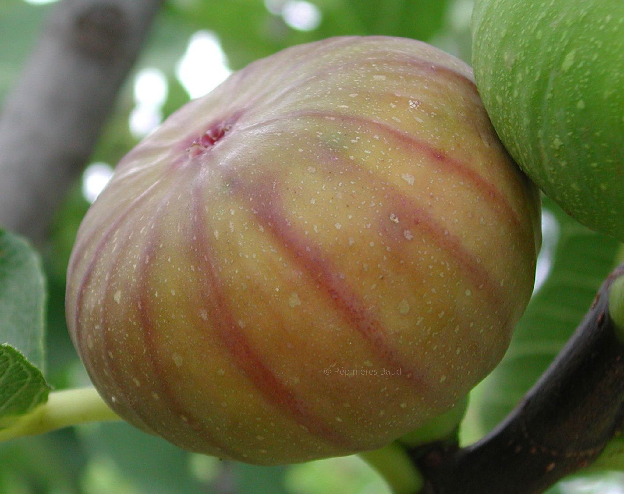 Feigenbaum - Madeleine des deux Saisons