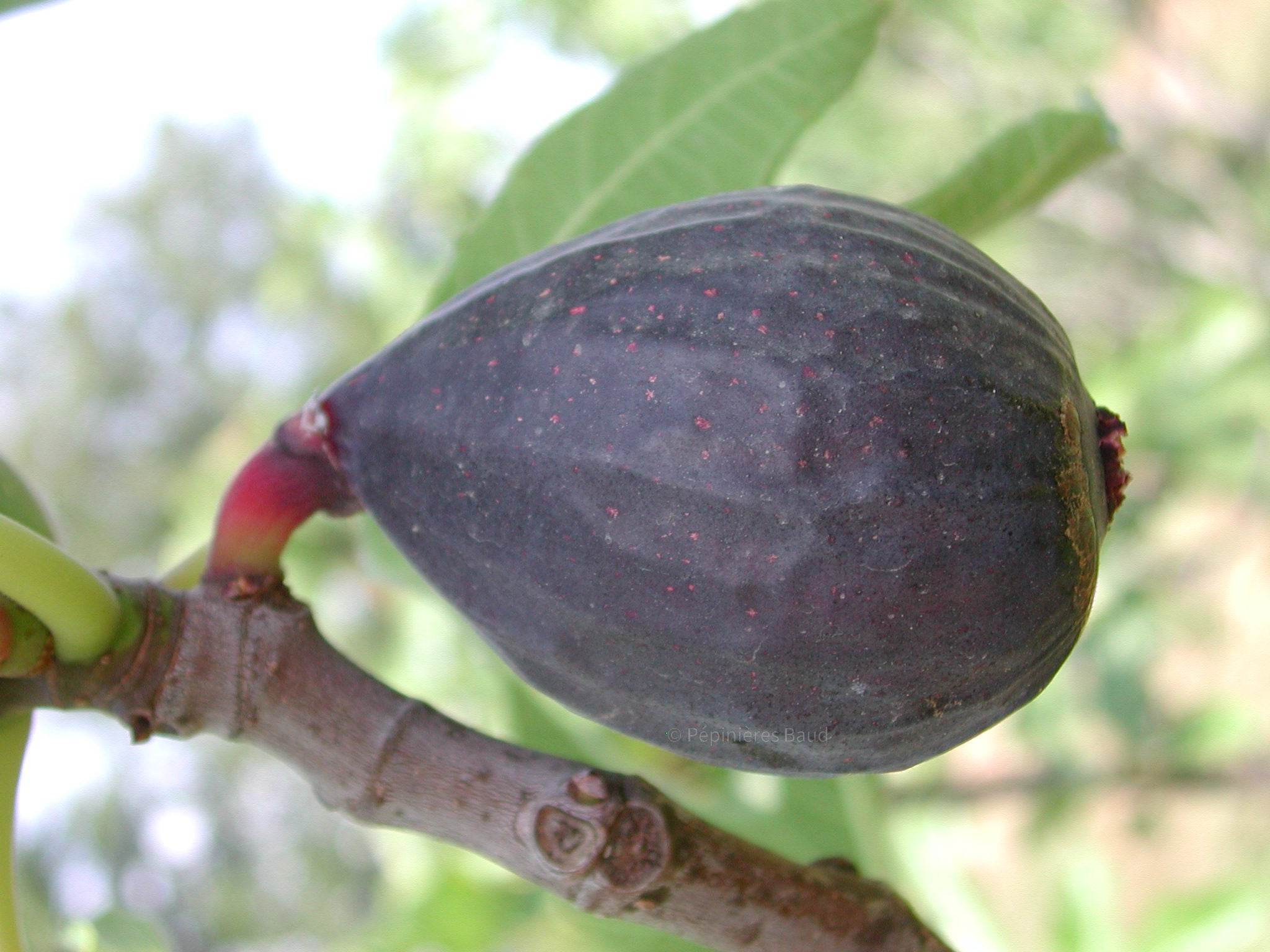 Feigenbaum - Negronne