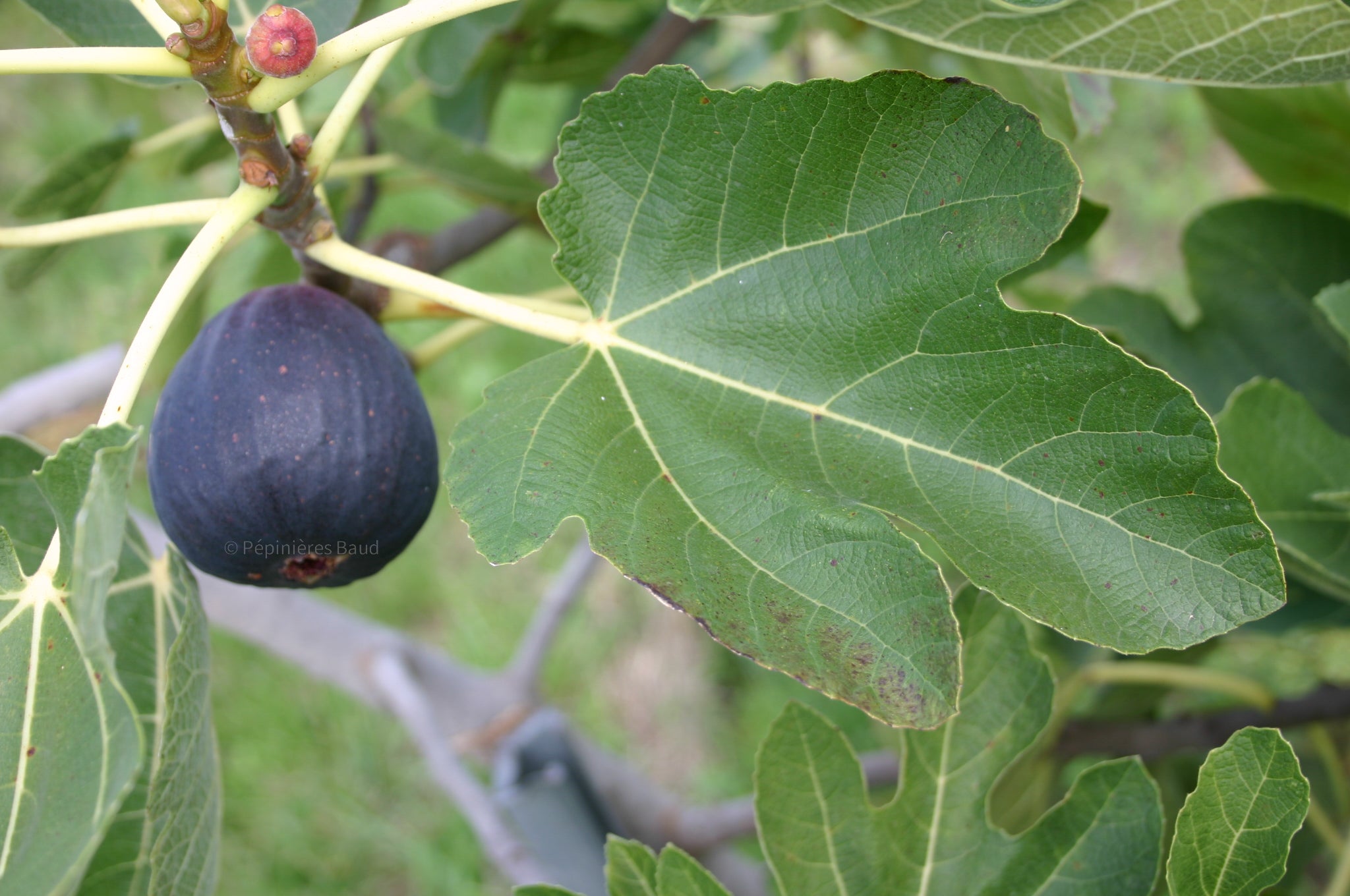 Feigenbaum - Negronne