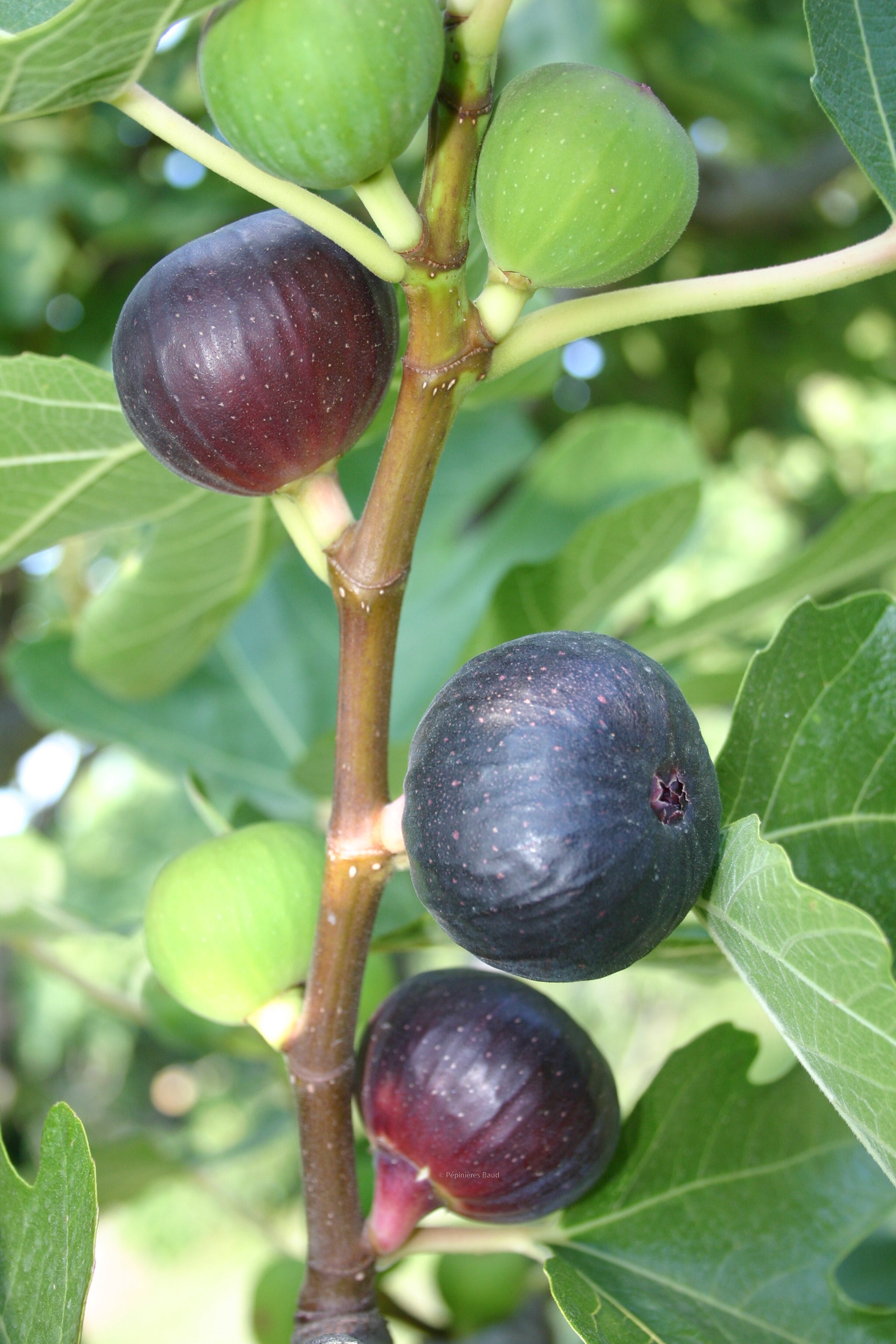 Feigenbaum - Ronde de Bordeaux