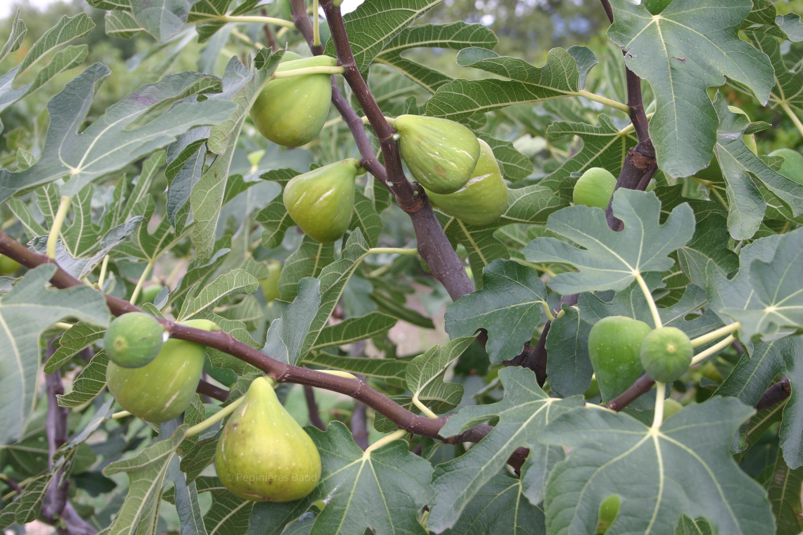 Feigenbaum - Sucrette