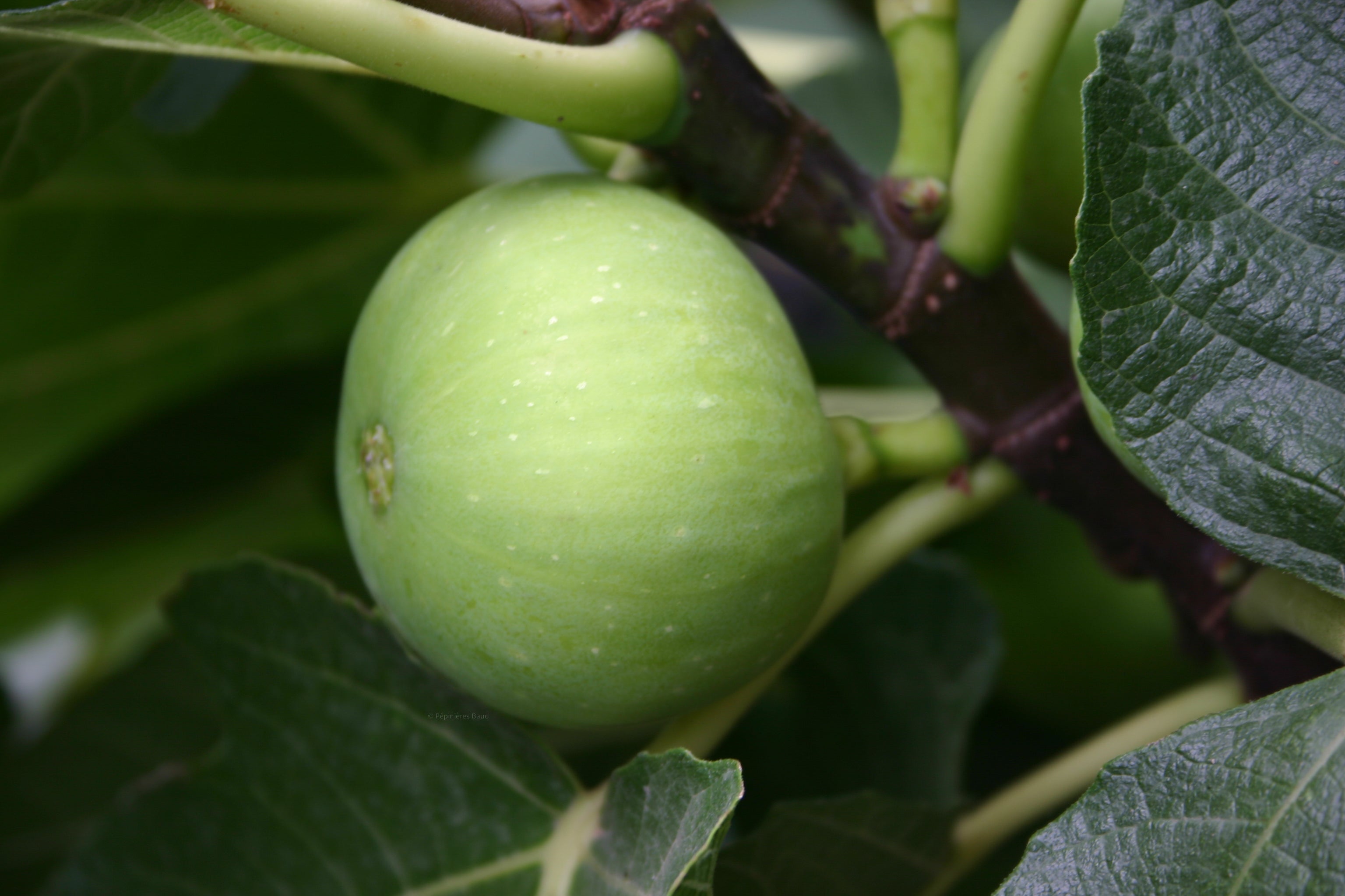 Feigenbaum - Sucre Vert/Mussega