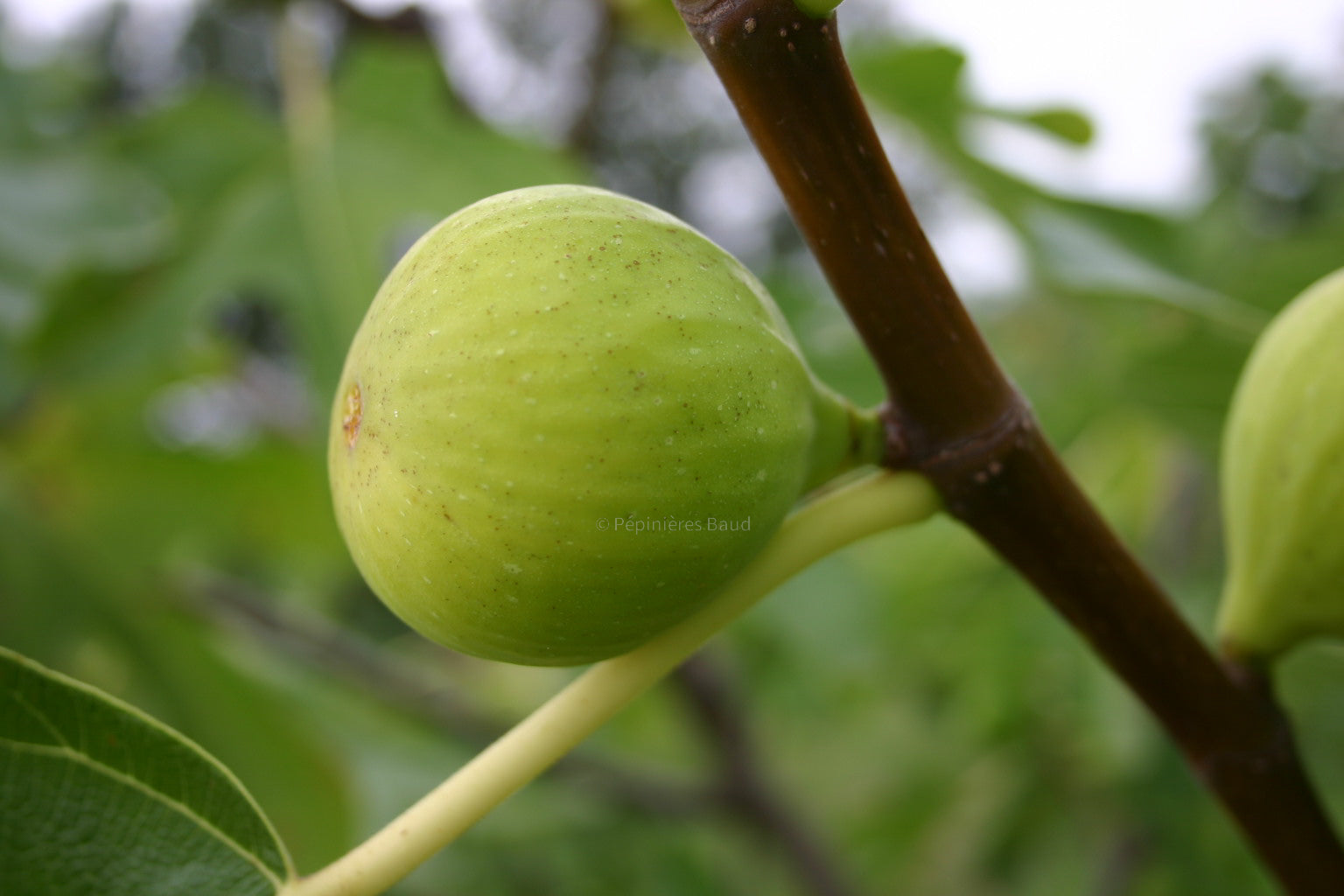 Feigenbaum - Tena