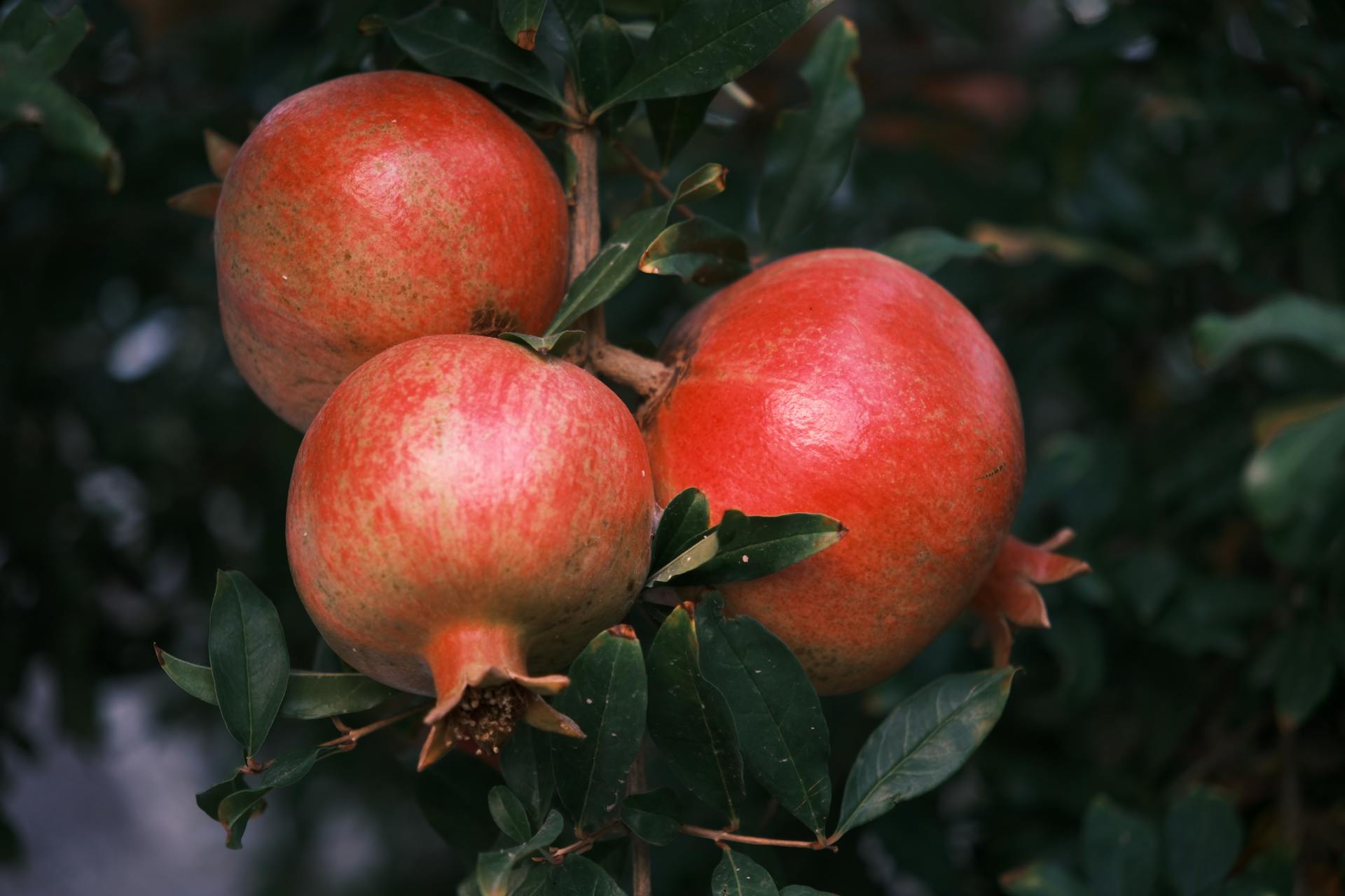 Granatapfel - Kabylie